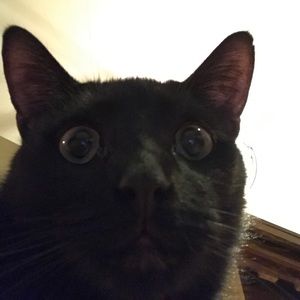 Meet your Posher, Alexa